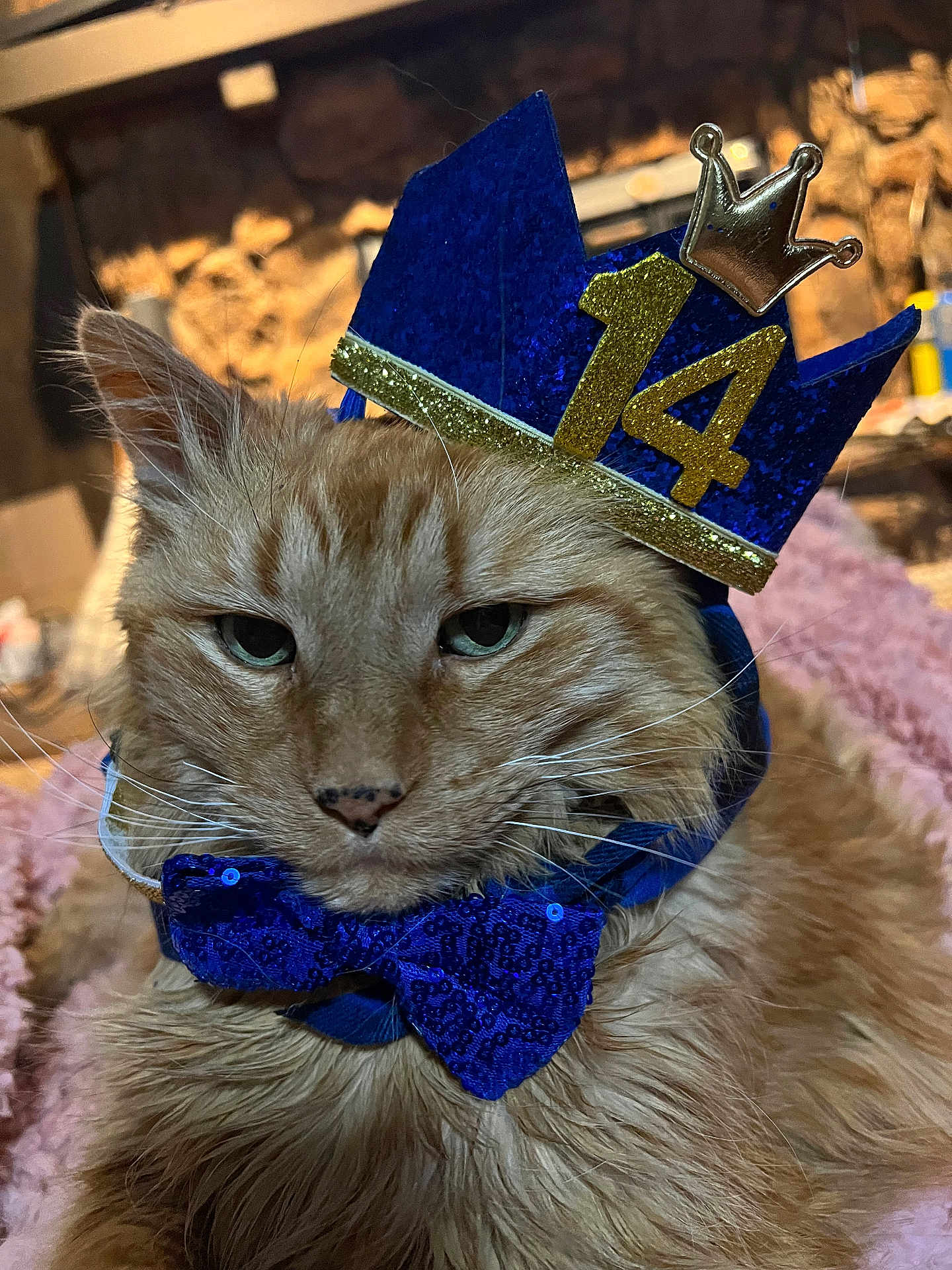 Tucker is registered to the contest to win money with this photo: cat, ginger_cat, crown, bow_tie, party_hat, birthday, pet, close_up, whiskers, fur, feline, sleepy, green_eyes, costume, sequin, indoor, blanket, portrait, regal, celebration