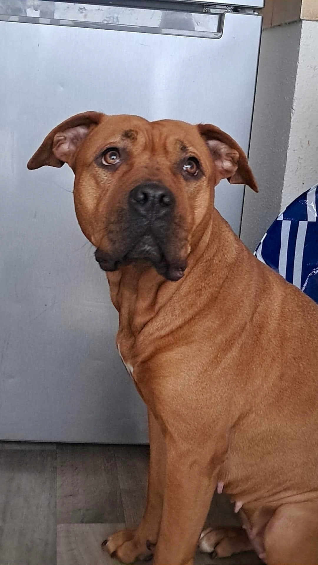 Kyara