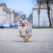 Tyson a rejoint le concours — aidez-le/la à gagner de superbes lots ! dog, canine, running, mid_air, happy, tongue_out, fur, long_hair, merle, action, motion, outdoors, urban, street, pavement, bokeh, shallow_depth_of_field, blur, portrait, centered