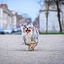 dog, canine, running, mid_air, happy, tongue_out, fur, long_hair, merle, action, motion, outdoors, urban, street, pavement, bokeh, shallow_depth_of_field, blur, portrait, centered