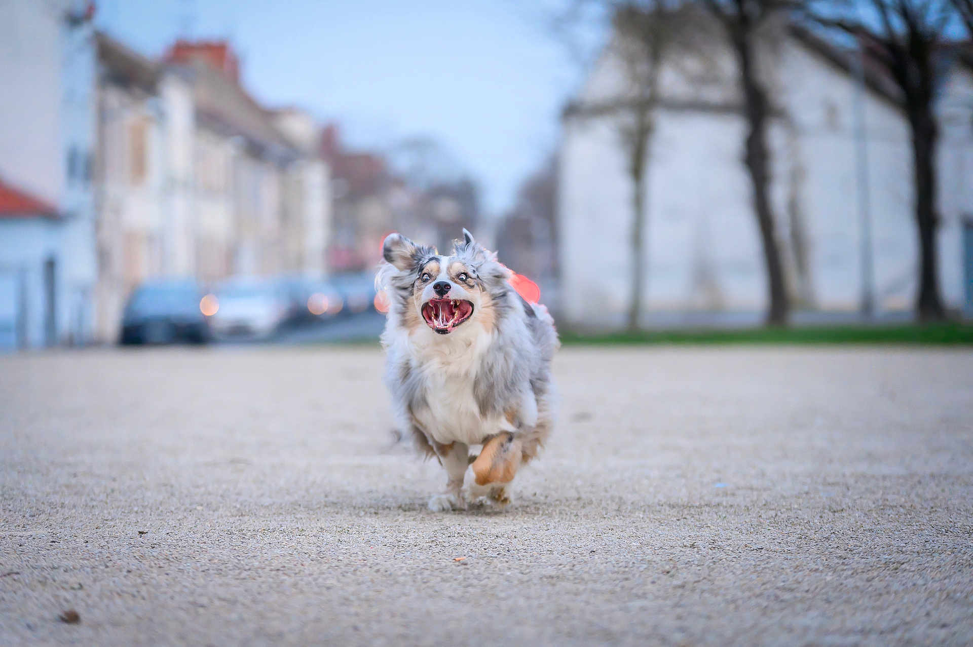 Tyson a rejoint le concours — aidez-le/la à gagner de superbes lots ! dog, canine, running, mid_air, happy, tongue_out, fur, long_hair, merle, action, motion, outdoors, urban, street, pavement, bokeh, shallow_depth_of_field, blur, portrait, centered
