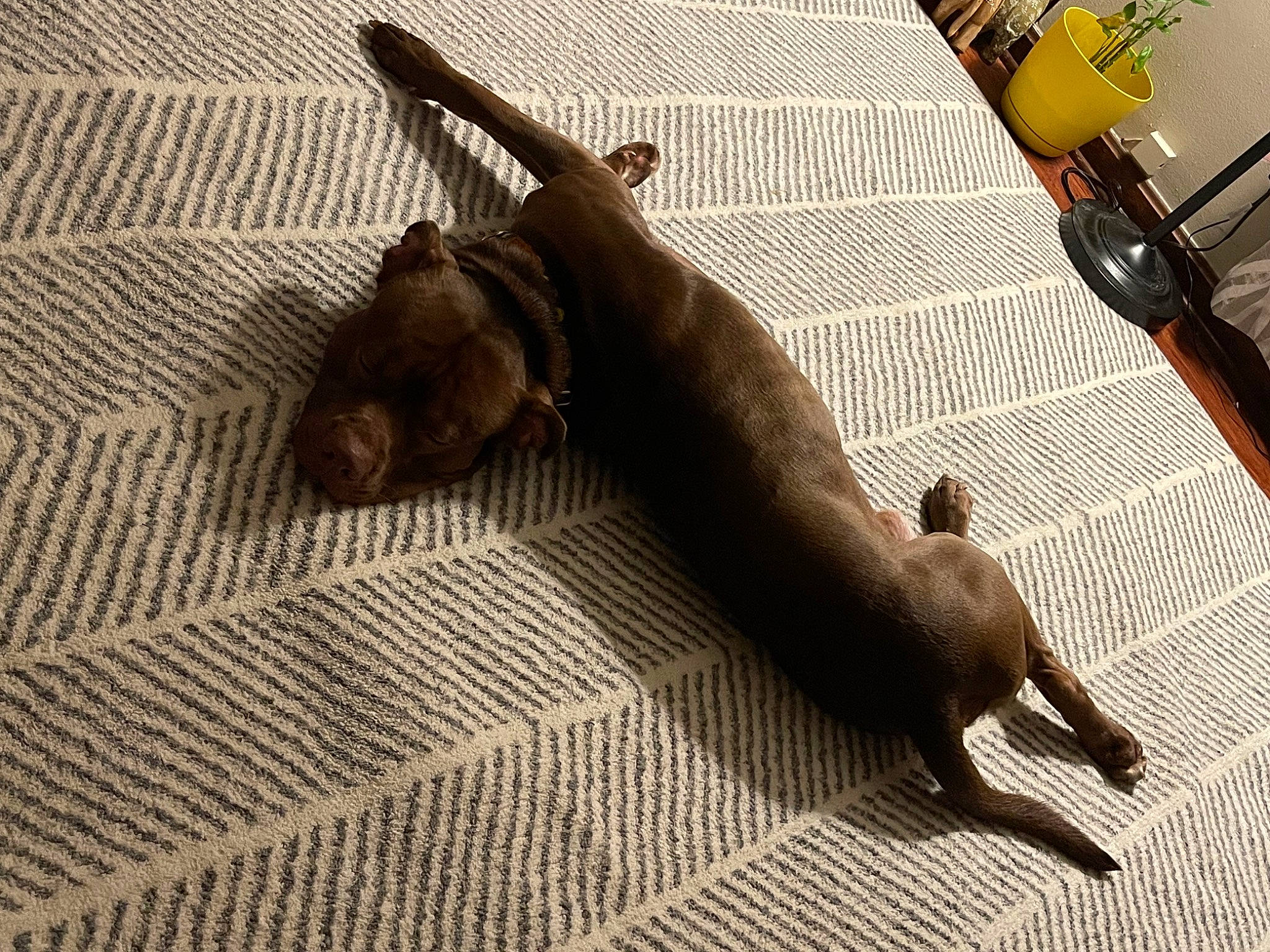 Blaze joined the competition — help win amazing prizes! canidae, carnivore, comfort, companion_dog, dog, dog_breed, fawn, floor, flooring, guard_dog, hardwood, liver, pet_supply, shadow, sporting_group, tail, terrestrial_animal, toy_dog, wood, working_animal