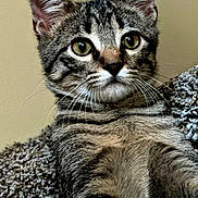 Drako is registered to the contest to win money with this photo: cat, tabby, pet, animal, feline, whiskers, ears, fur, green_eyes, close_up, indoor, resting, cute, curious, texture, blanket, household, mammal, portrait, relaxed