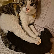 Addie May is registered to the contest to win money with this photo: animal, bed, black_kitten, blanket, cat, closeup, companion, cuddle, cute, domestic_cat, fur, indoor, kitten, paw, pet, resting, sleeping, soft, tabby_cat, whiskers