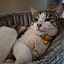 cat, pet, feline, tongue_out, collar, yellow_bell, plush_bed, gray, cozy, relaxed, indoor, whiskers, ears, fur, closeup, cute, domestic_animal, resting, sleepy, comfort