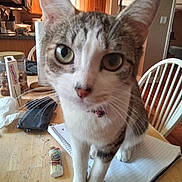 Addie May joined the competition — help win amazing prizes! cat, table, notebook, lighter, kitchen, chair, paper_towel, snacks, window, wooden_surface, collar, pet, domestic_animal, curious, indoor, close_up, furniture, brown, white, striped