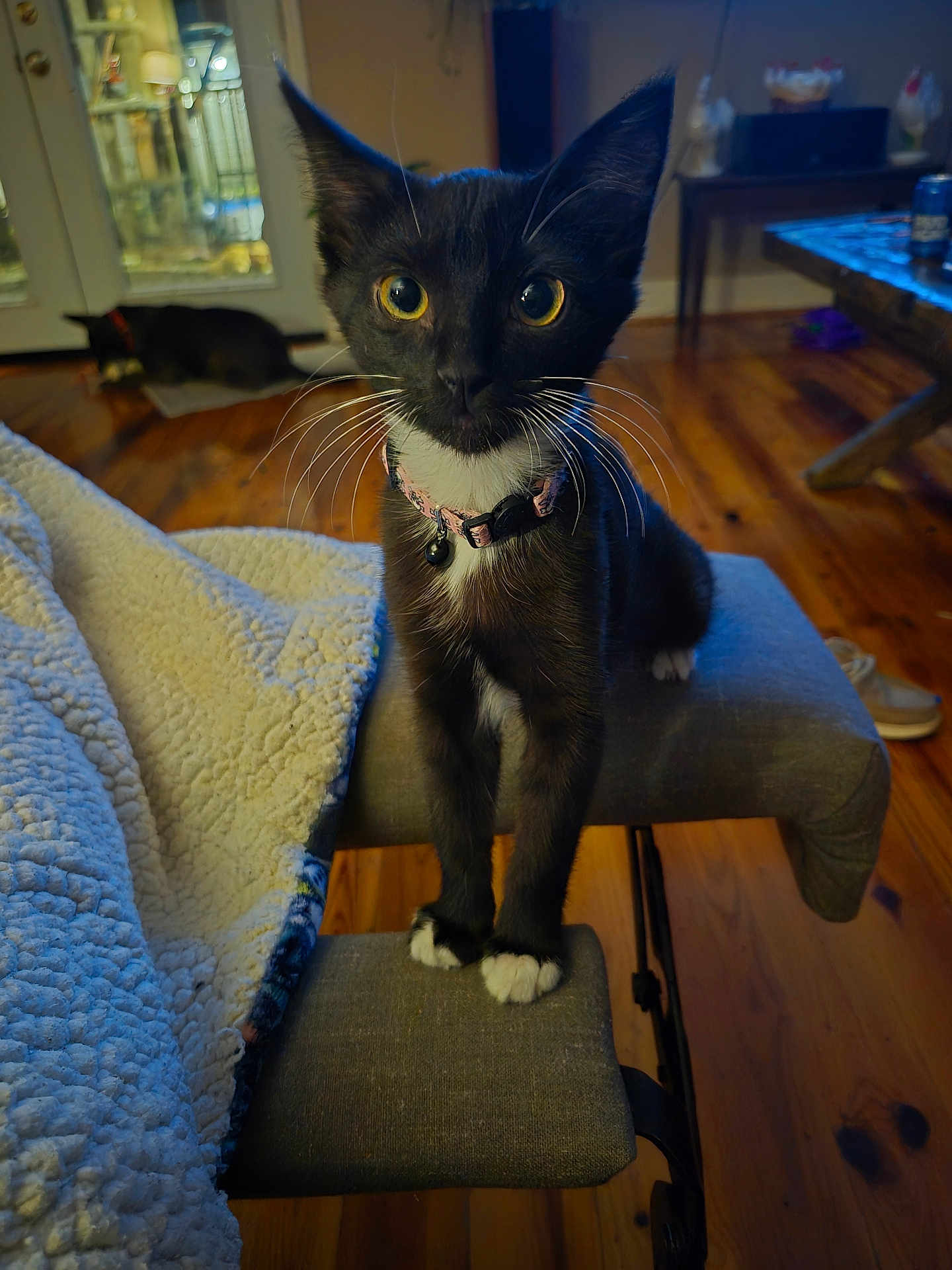 Bean is registered to the contest to win money with this photo: cat, kitten, black_and_white, indoor, bench, wooden_floor, blanket, collar, pet, animal, feline, whiskers, curious, domestic, two_cats, floor, table, can, living_room, cozy