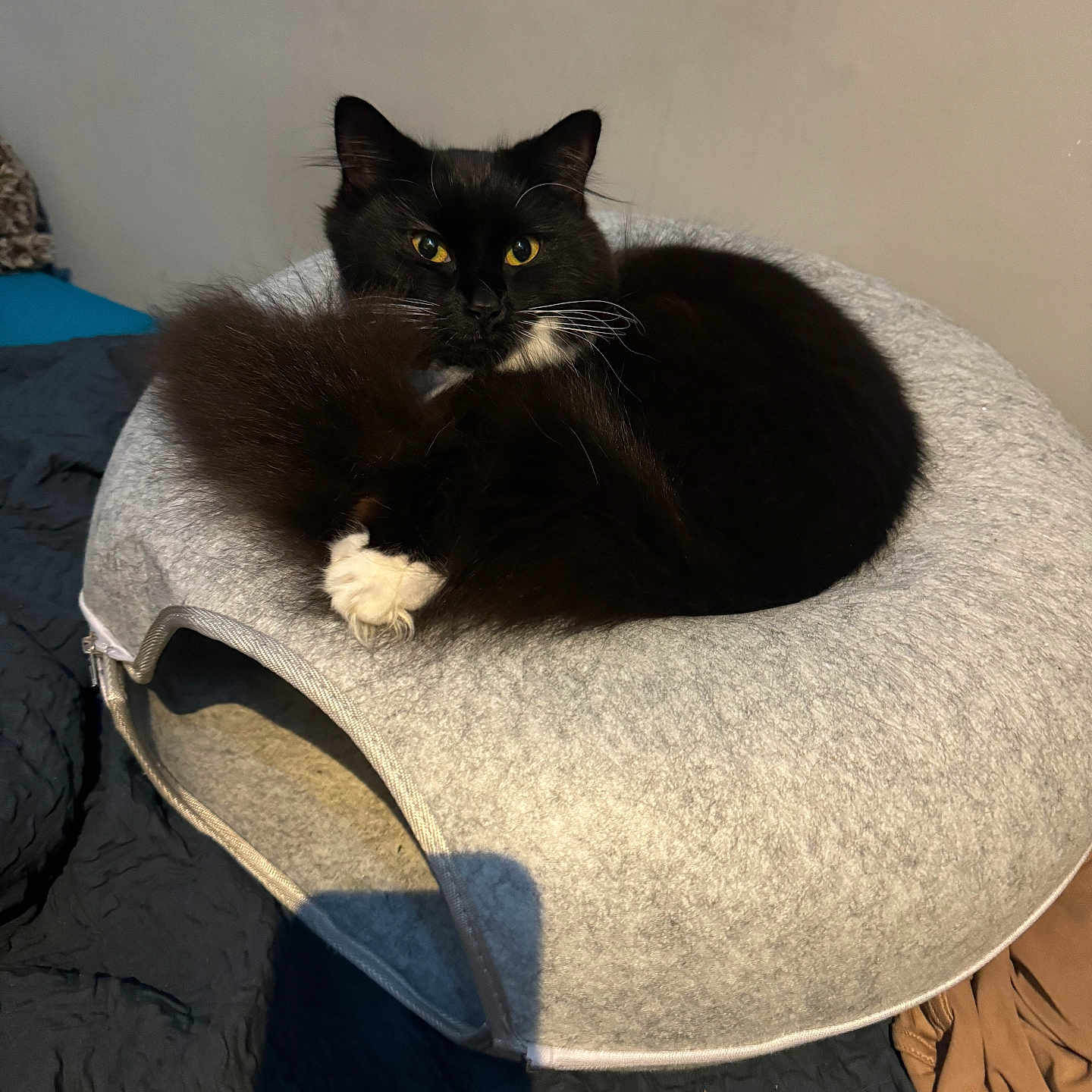 Daisy is registered to the contest to win money with this photo: abyssinian, animal, blackcat, canine, cat, chair, couch, cushion, dog, furniture, homedecor, kitten, manx, pet