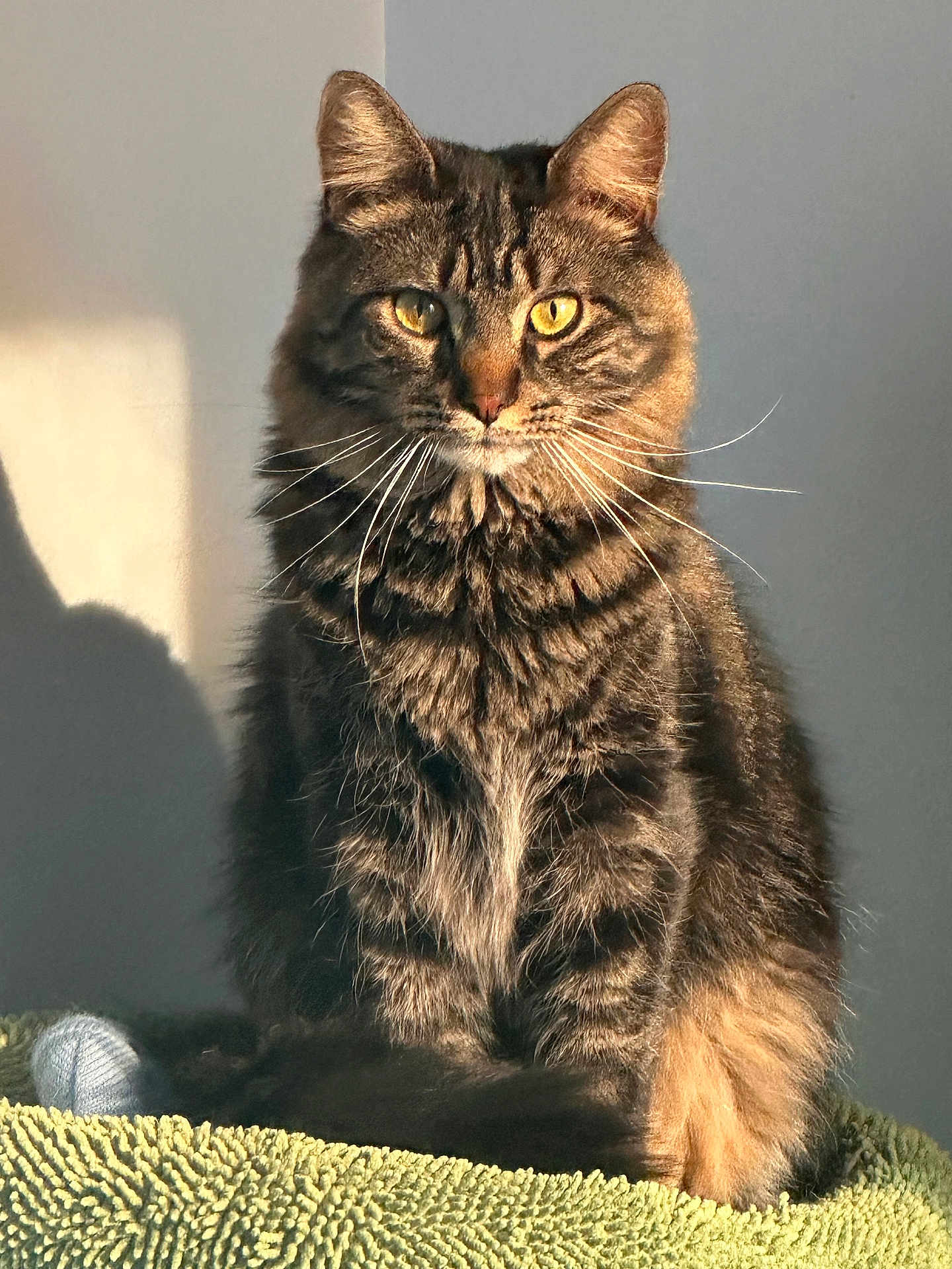 Lucifur is registered to the contest to win money with this photo: cat, tabby_cat, pet, feline, fur, whiskers, eyes, animal, domestic_animal, sitting, sunlight, shadow, indoor, texture, closeup, portrait, fluffy, cute, relaxed, calm