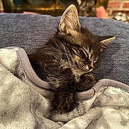 Lucifur joined the competition — help win amazing prizes! animal, blanket, closeup, comfort, couch, cozy, cute, domestic, feline, fur, indoor, kitten, peaceful, pet, relaxation, resting, sleeping, soft, warm, young