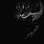 Lucifur is registered to the contest to win money with this photo: animal, black_and_white, cat, close_up, dark, domestic_cat, eyes, feline, fur, looking, mysterious, night, noir, pet, portrait, shadow, tabby, texture, whiskers, wildlife
