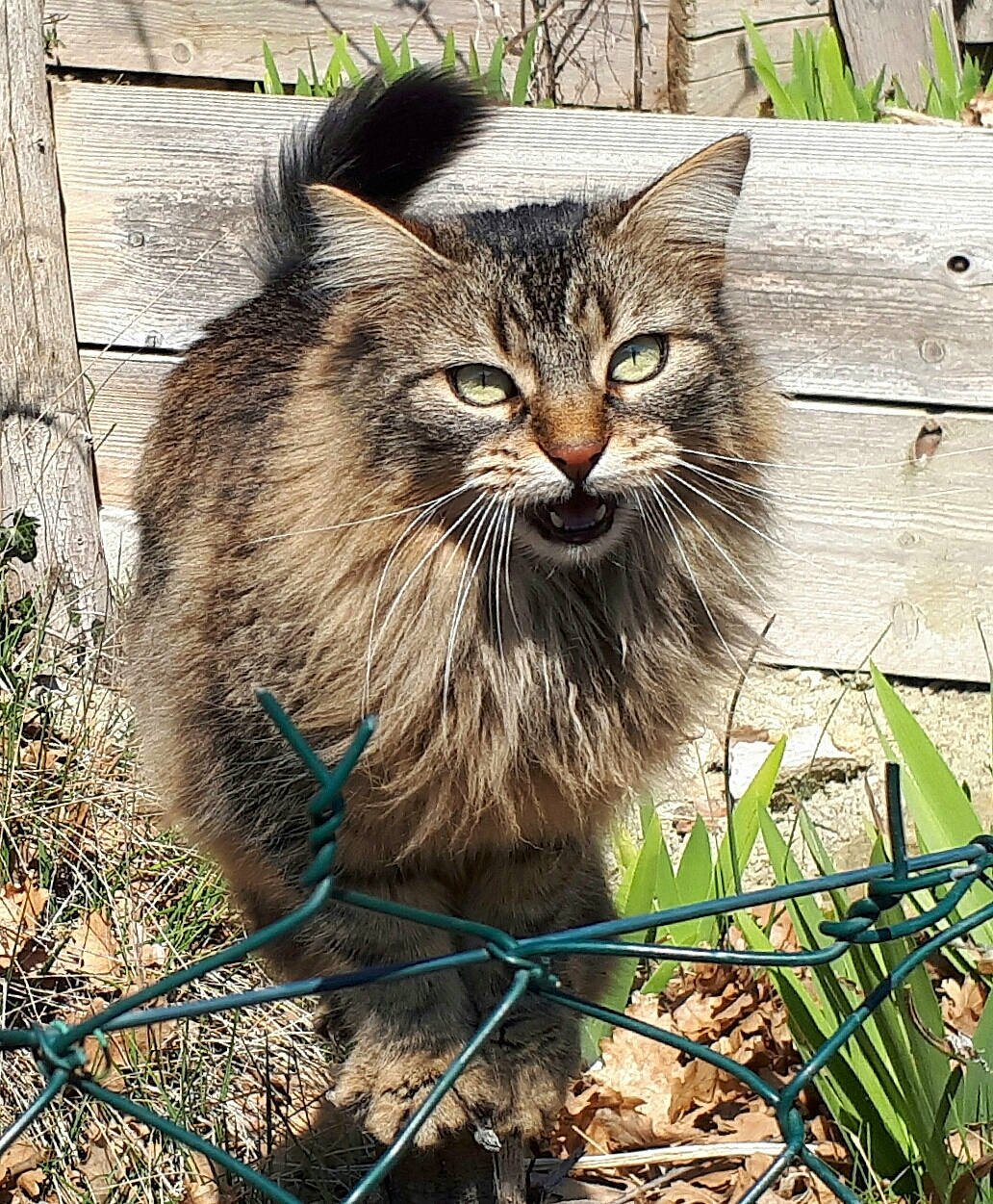 Louna a rejoint le concours — aidez-le/la à gagner de superbes lots ! cat, cat_like_mammal, domestic_short_haired_cat, dragon_li, european_shorthair, fauna, fur, grass, pixie_bob, small_to_medium_sized_cats, snout, tabby_cat, whiskers, wild_cat, wildlife