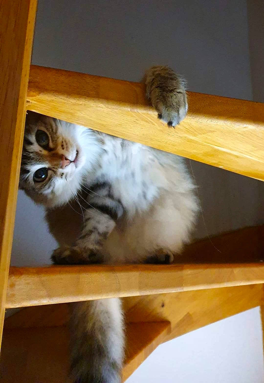 Athéna a rejoint le concours — aidez-le/la à gagner de superbes lots ! carnivore, cat, chair, domestic_short_haired_cat, fawn, felidae, flooring, fur, hardwood, mammal, paw, plywood, room, small_to_medium_sized_cats, tail, vertebrate, whiskers, window, wood, wood_stain