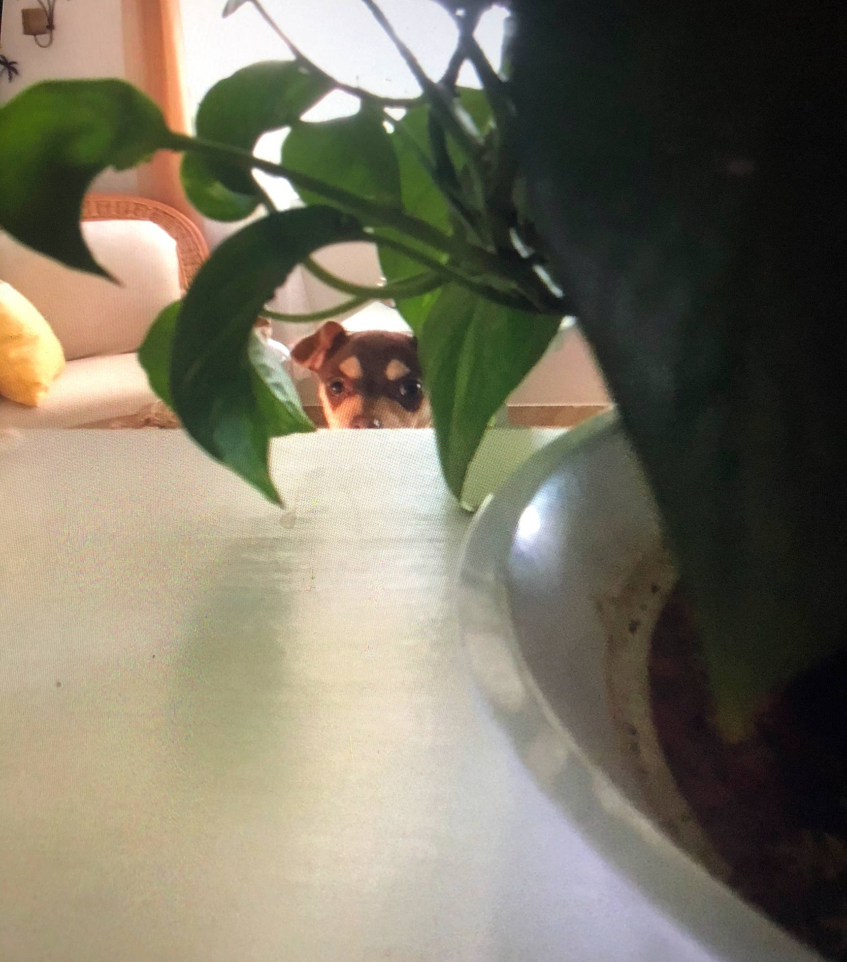 Whiskey is registered to the contest to win money with this photo: _geese_and_swans, ceiling, ducks, flooring, flowering_plant, flowerpot, glass, grass, hardwood, houseplant, moth_orchid, petal, plant, plant_stem, room, soil, still_life_photography, table, terrestrial_plant, toy