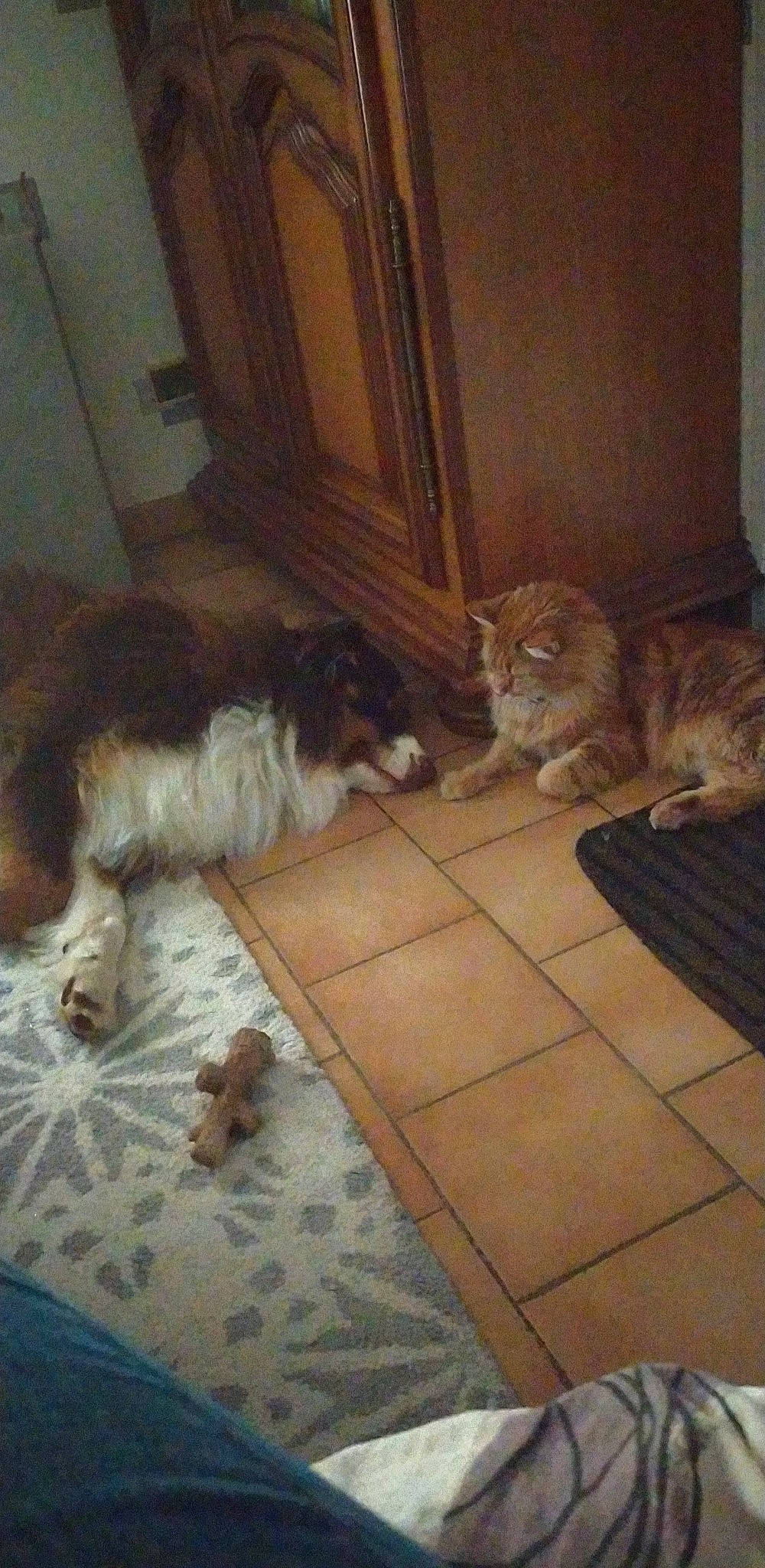 Pepper participe au concours pour gagner de l'argent avec cette photo : canidae, carnivore, cat, companion_dog, dog, dog_breed, european_shorthair, fawn, felidae, mammal, small_to_medium_sized_cats, sporting_group, tail