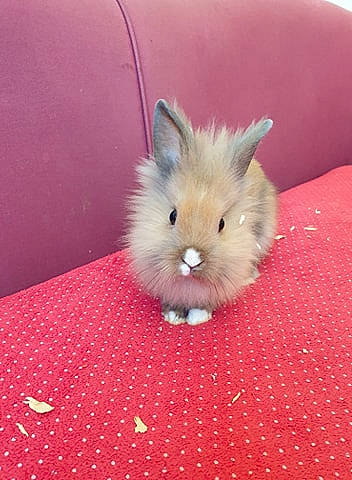 Reiko participe au concours pour gagner de l'argent avec cette photo : domestic_rabbit, fawn, fur, guinea_pig, hamster, mouse, muroidea, rabbit, rabbits_and_hares, rodent, skin, snout, whiskers