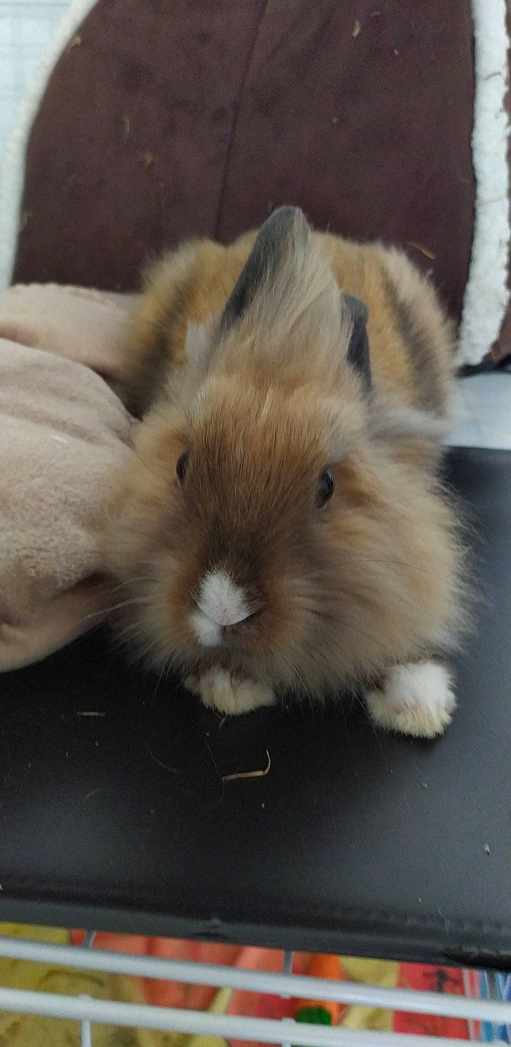 Reiko participe au concours pour gagner de l'argent avec cette photo : angora_rabbit, domestic_rabbit, ear, fawn, fur, guinea_pig, hare, iris, nose, rabbit, rabbits_and_hares, skin, snout, whiskers