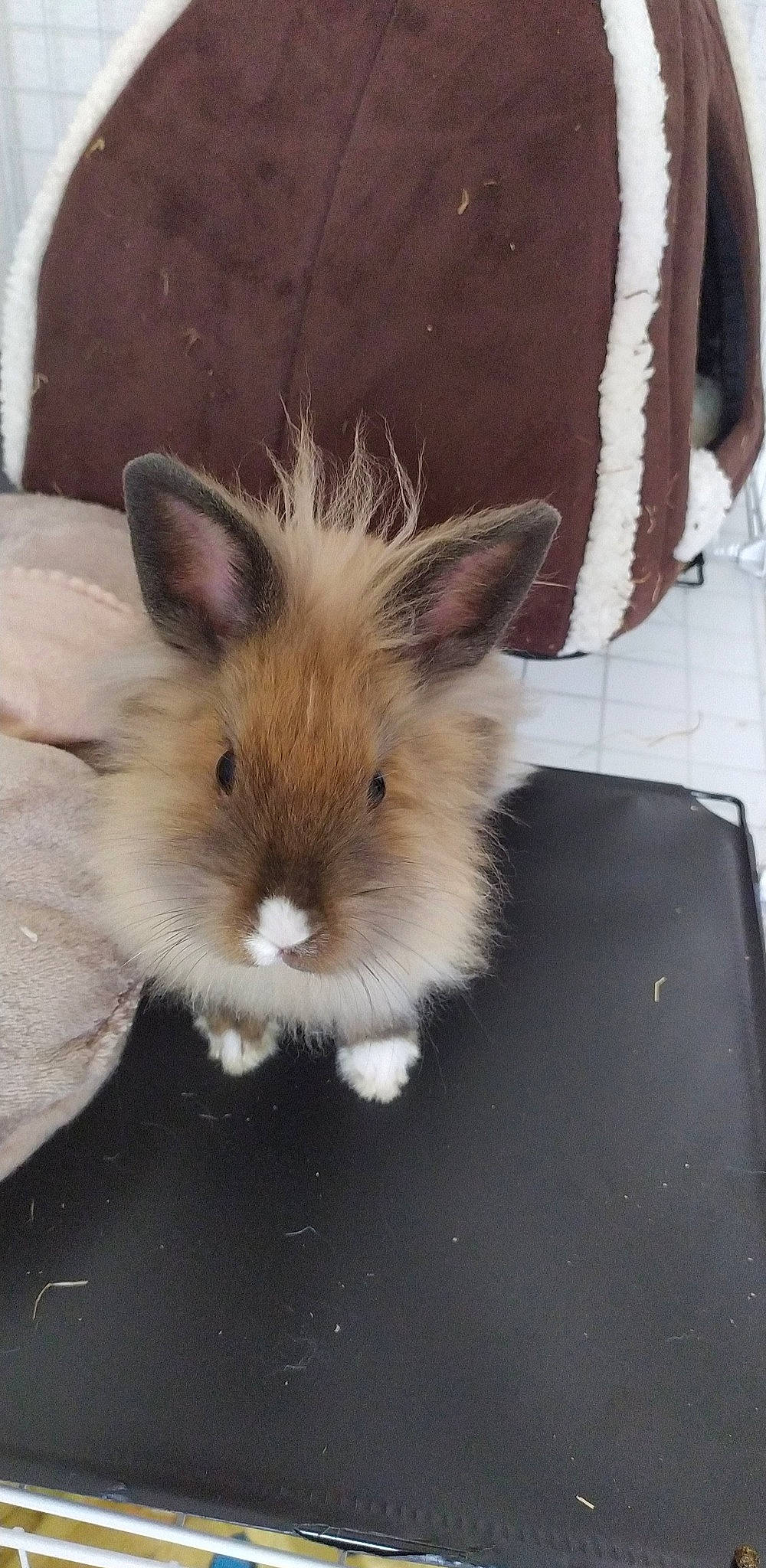 Reiko participe au concours pour gagner de l'argent avec cette photo : angora_rabbit, domestic_rabbit, ear, fawn, hamster, hare, iris, mammal, rabbit, rabbits_and_hares, skin, whiskers