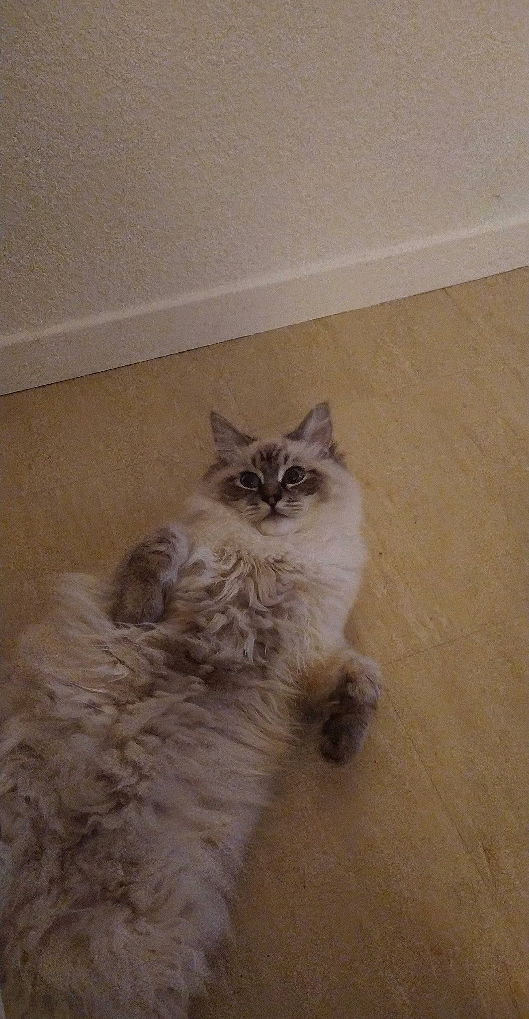 Reese participe au concours pour gagner de l'argent avec cette photo : beige, brown, carnivore, cat, domestic_long_haired_cat, fawn, felidae, floor, flooring, fur, laminate_flooring, mammal, molding, persian, small_to_medium_sized_cats, terrestrial_animal, vertebrate, whiskers, wood_flooring, wood_stain