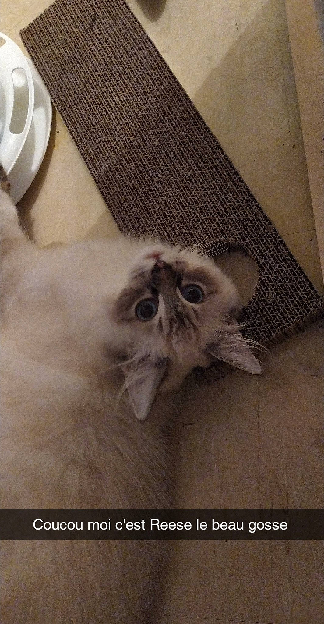 Reese a rejoint le concours — aidez-le/la à gagner de superbes lots ! asian, birman, british_longhair, carnivore, cat, fawn, felidae, fur, himalayan, kitten, norwegian_forest_cat, persian, photo_caption, ragdoll, small_to_medium_sized_cats, whiskers