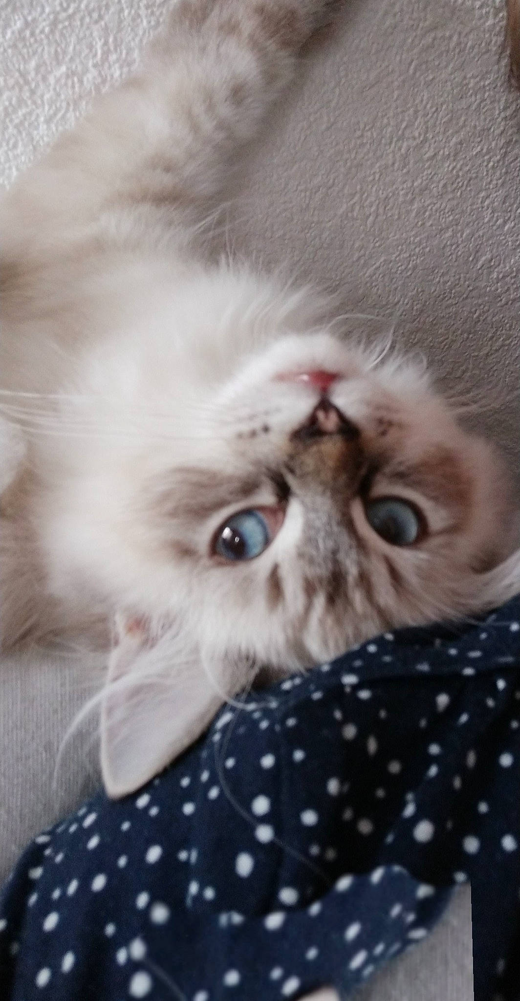 Reese participe au concours pour gagner de l'argent avec cette photo : asian, british_longhair, british_semi_longhair, carnivore, cat, eye, fawn, felidae, fur, himalayan, kitten, mammal, munchkin, nose, persian, ragdoll, skin, small_to_medium_sized_cats, snout, whiskers