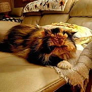 Cinnamon is registered to the contest to win money with this photo: cat, fluffy, sleeping, couch, blanket, pillow, indoor, cozy, fur, pet, resting, home, leather, furniture, relaxing, calm, animal, domestic, tabby, comfortable