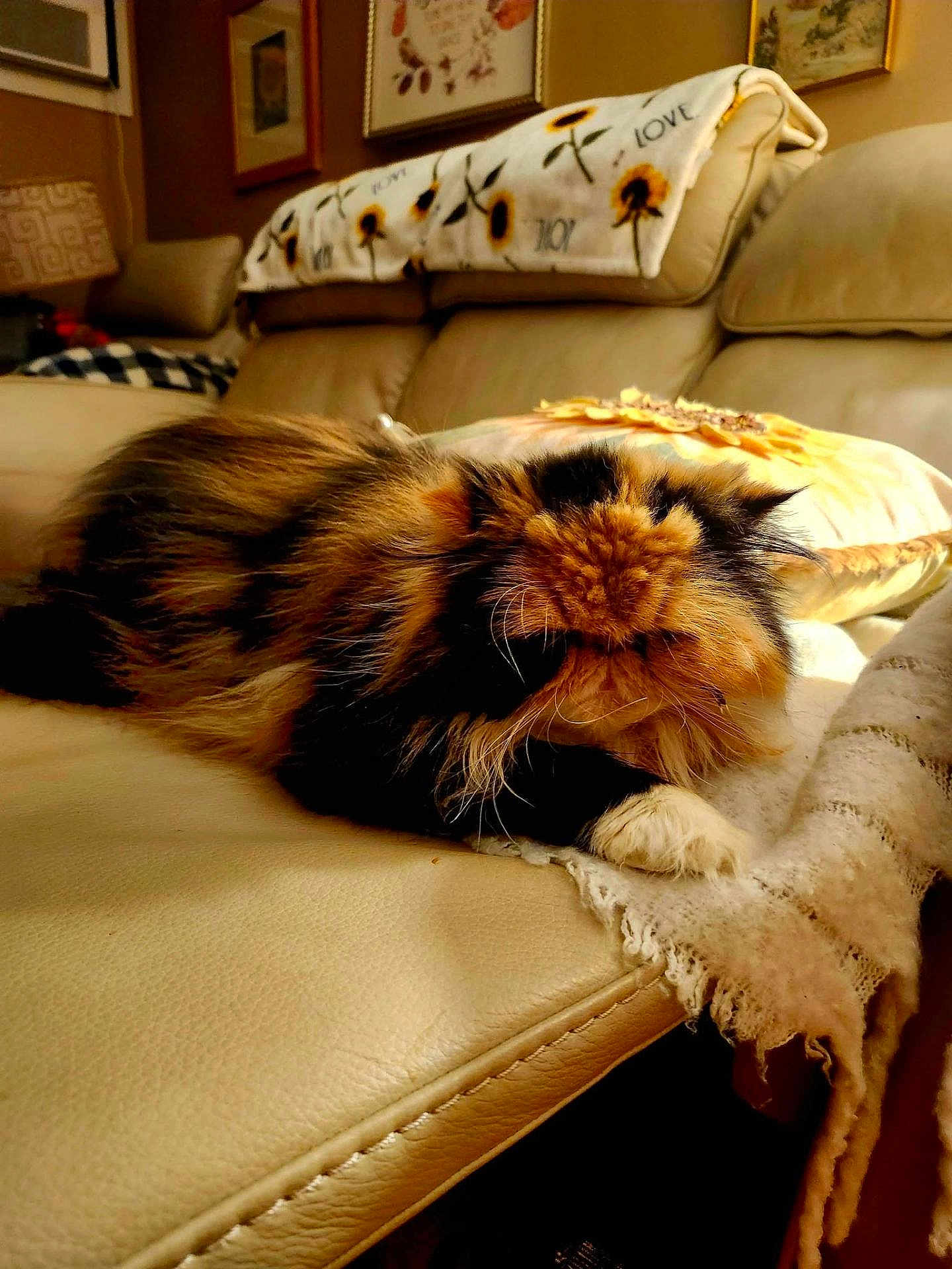 Cinnamon is registered to the contest to win money with this photo: cat, fluffy, sleeping, couch, blanket, pillow, indoor, cozy, fur, pet, resting, home, leather, furniture, relaxing, calm, animal, domestic, tabby, comfortable