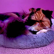 Cinnamon joined the competition — help win amazing prizes! animal, bed, carpet, cat, closeup, comfort, cozy, cute, domestic_animal, feline, fluffy, fur, indoor, pet, purple_background, quiet, relaxing, resting, sleeping, soft