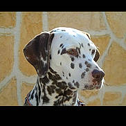 Indy a rejoint le concours — aidez-le/la à gagner de superbes lots ! alert, animal, canine, companion, dalmatian, dog, domestic_animal, ears, fur, head, looking_away, muzzle, nature, outdoor, pet, portrait, profile, side_view, spotted, stone_wall