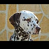 alert, animal, canine, companion, dalmatian, dog, domestic_animal, ears, fur, head, looking_away, muzzle, nature, outdoor, pet, portrait, profile, side_view, spotted, stone_wall