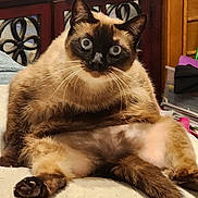 Aspen is registered to the contest to win money with this photo: animal, bed, blanket, blue_eyes, cat, cozy, cute, domestic_cat, fluffy, fur, furniture, indoor, looking, paw, pet, relaxed_pose, siamese_cat, sitting, whiskers, wooden_cabinet