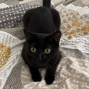 Simba a rejoint le concours — aidez-le/la à gagner de superbes lots ! abyssinian, animal, bed, bedroom, blackcat, blanket, cat, couch, cushion, furniture, homedecor, indoors, kitten, laundry, linen, manx, pet, quilt, room, towel