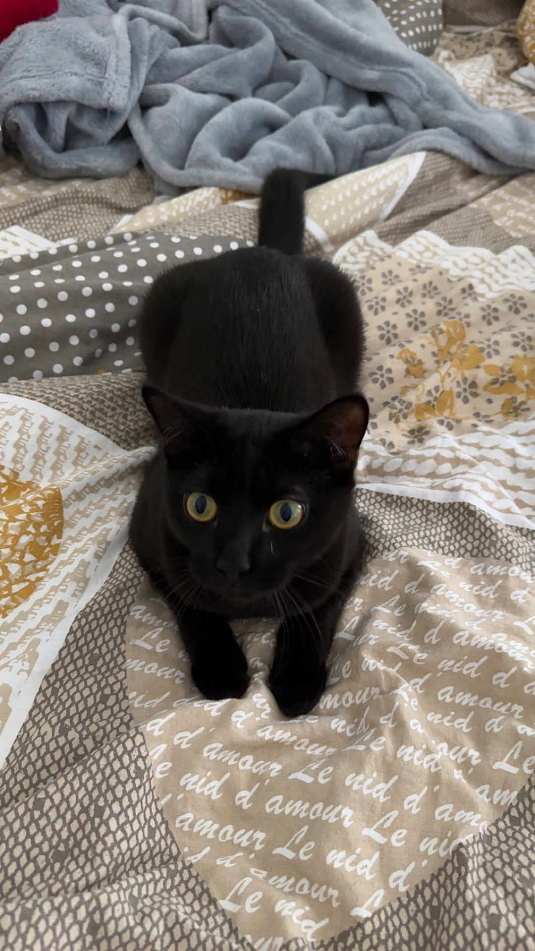 Simba a rejoint le concours — aidez-le/la à gagner de superbes lots ! abyssinian, animal, bed, bedroom, blackcat, blanket, cat, couch, cushion, furniture, homedecor, indoors, kitten, laundry, linen, manx, pet, quilt, room, towel