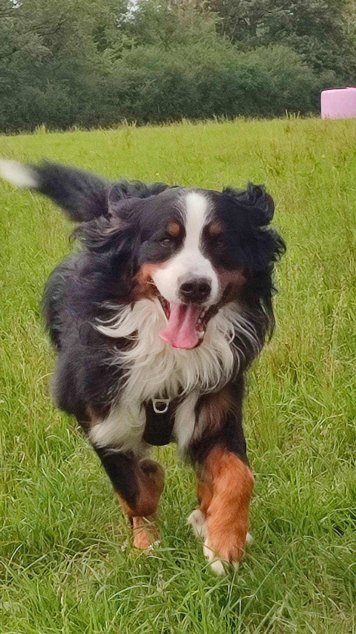 Timba participe au concours pour gagner de l'argent avec cette photo : bernese_mountain_dog, canidae, carnivore, companion_dog, dog, dog_breed, fur, grass, herding_dog, plant, snout, sporting_group, terrestrial_animal, whiskers, working_dog