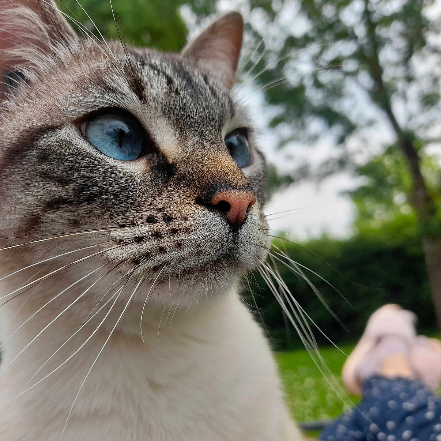 Plume participe au concours pour gagner de l'argent avec cette photo : abyssinian, animal, ankle, bodypart, cat, clothing, finger, footwear, grass, hand, kitten, lawn, manx, pants, person, pet, plant, sandal, siamese, toe