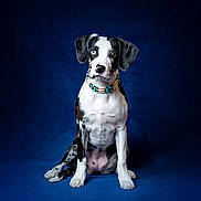 Paisley joined the competition — help win amazing prizes! alert, animal, beaded_collar, black_and_white, blue_background, canine, collar, cute, dog, ears, fur, heterochromia, looking_at_camera, paw, pet, portrait, sitting, spot, studio, young_dog