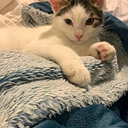 Miran a rejoint le concours — aidez-le/la à gagner de superbes lots ! animal, bedroom, blanket, blue_blanket, cat, comfort, cozy, cute, fur, indoor, kitten, looking_at_camera, paw, pet, relaxed, resting, soft_texture, tabby, white_cat, yellow_pillow