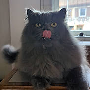 Romy participe au concours pour gagner de l'argent avec cette photo : cat, fluffy, gray, tongue_out, indoor, wooden_surface, window, daylight, pet, animal, feline, whiskers, ears, yellow_eyes, tongue, cute, domestic_cat, fur, face, paws