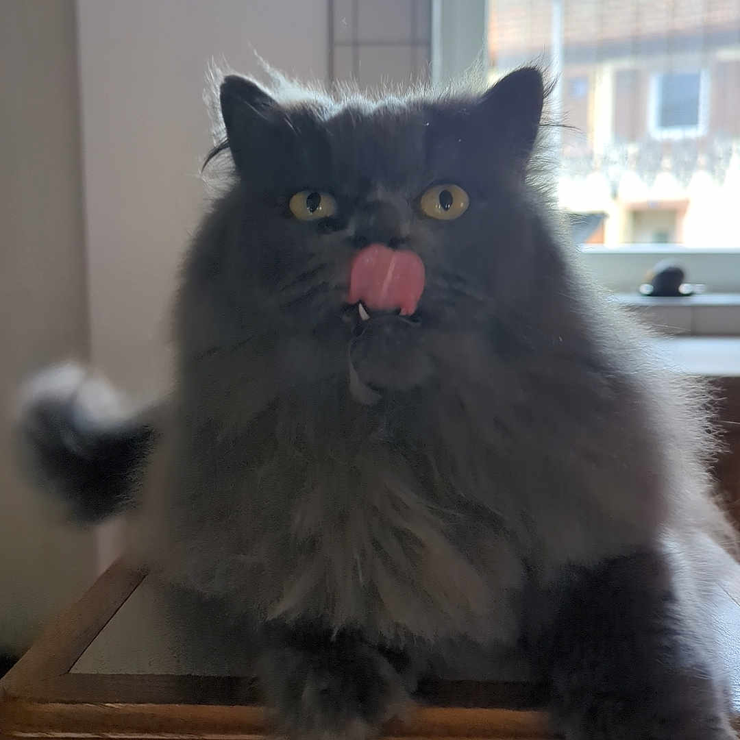 Romy participe au concours pour gagner de l'argent avec cette photo : animal, cat, cute, daylight, domestic_cat, ears, face, feline, fluffy, fur, gray, indoor, paws, pet, tongue, tongue_out, whiskers, window, wooden_surface, yellow_eyes
