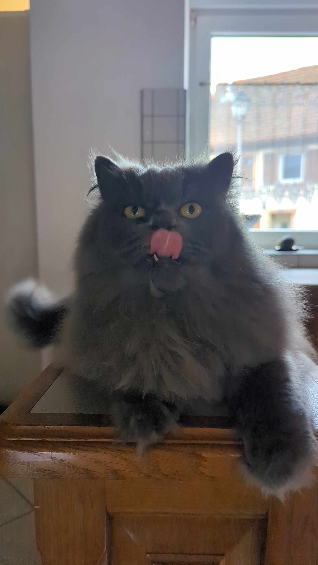 Romy participe au concours pour gagner de l'argent avec cette photo : cat, fluffy, gray, tongue_out, indoor, wooden_surface, window, daylight, pet, animal, feline, whiskers, ears, yellow_eyes, tongue, cute, domestic_cat, fur, face, paws