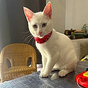Caprice a rejoint le concours — aidez-le/la à gagner de superbes lots ! books, cat, cozy, curious, domestic_animal, ears, feline, fur, household, indoor, pet, plants, red_bandana, sitting, sofa, table, toy, whiskers, white_cat, wicker_chair