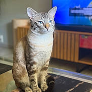 Saphyr participe au concours pour gagner de l'argent avec cette photo : blue_eyes, blurred_background, cat, cozy, domestic_animal, ears, feline, fur, house, indoor, looking_away, marble_surface, modern_interior, pet, portrait, sitting, striped_fur, table, whiskers, wooden_furniture