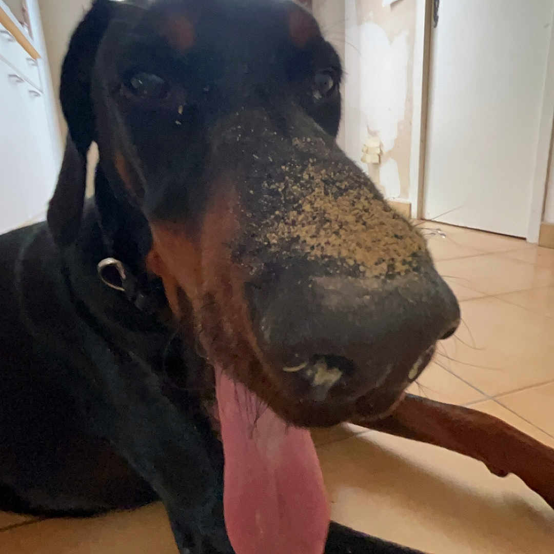 Ulk a rejoint le concours — aidez-le/la à gagner de superbes lots ! dog, doberman, indoor, floor, tongue_out, dirty_nose, playful, pet, animal, tile_floor, window, drawing, wall, collar, resting, close_up, black_and_brown, domestic, canine, happy