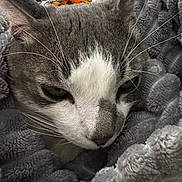 Tilin is registered to the contest to win money with this photo: cat, gray_cat, white_cat, close_up, pet, feline, whiskers, blanket, soft_texture, cozy, resting, fur, animal, sleepy, indoor, cute, portrait, relaxed, domestic_cat, warm