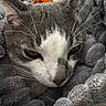 cat, gray_cat, white_cat, close_up, pet, feline, whiskers, blanket, soft_texture, cozy, resting, fur, animal, sleepy, indoor, cute, portrait, relaxed, domestic_cat, warm