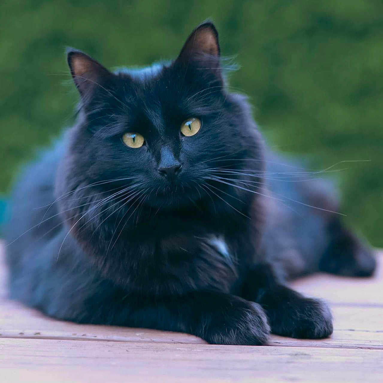 Billy joined the competition — help win amazing prizes! angora, animal, blackcat, cat, kitten, manx, pet, wood