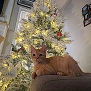 Odysseus is registered to the contest to win money with this photo: cat, orange_tabby, christmas_tree, holiday_lights, indoor, couch, decorations, tree_ornaments, festive, cozy, window, wall_art, living_room, furniture, pets, animal, relaxing, warm_lighting, snow_flocked_tree, holiday_season