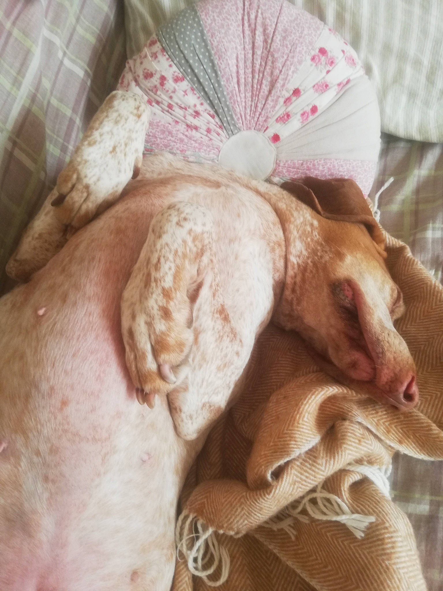 émilie participe au concours pour gagner de l'argent avec cette photo : canidae, carnivore, companion_dog, dog, fawn