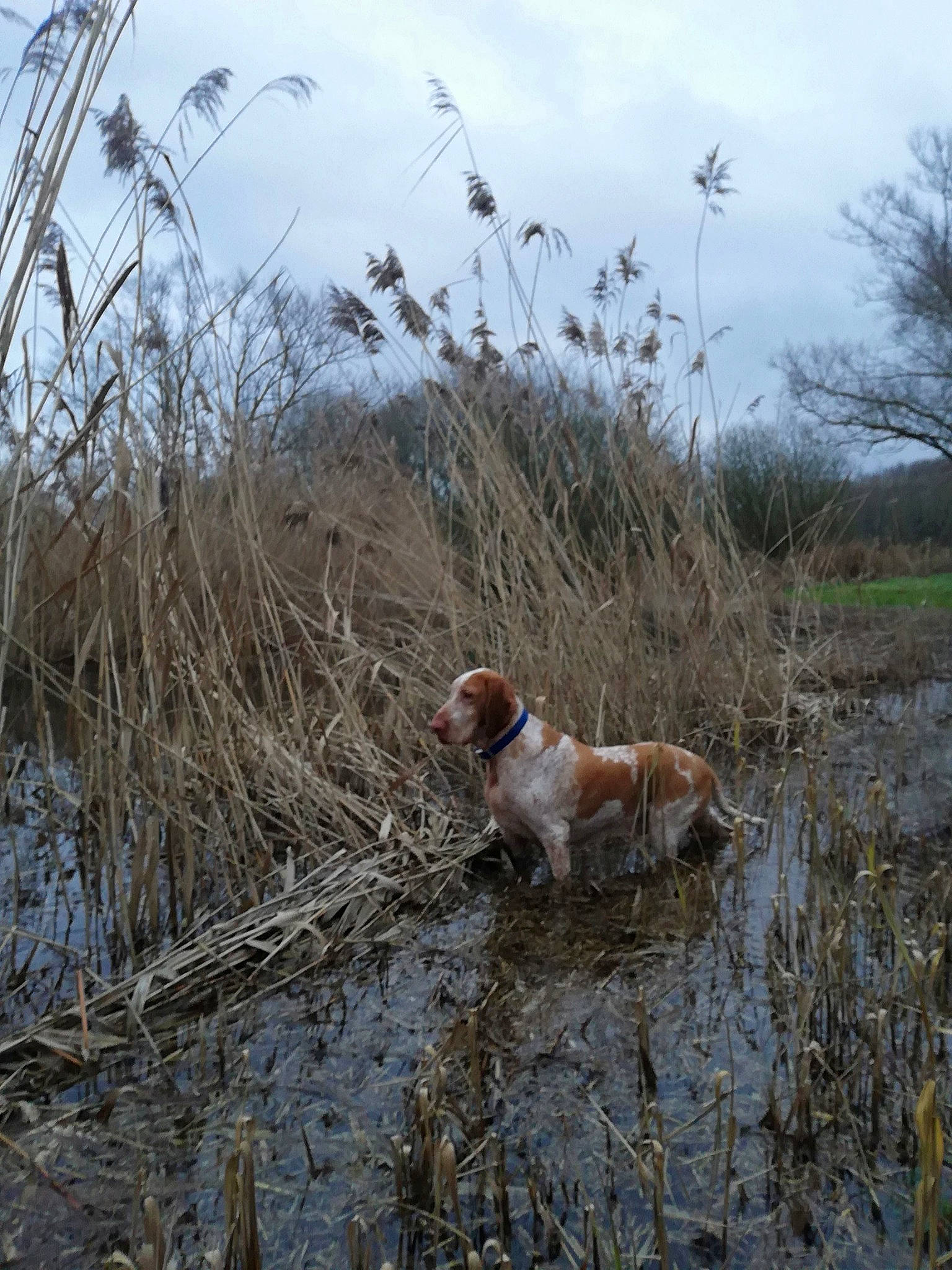 émilie participe au concours pour gagner de l'argent avec cette photo : brittany, canidae, carnivore, dog, dog_breed, field_trial, grass_family, gun_dog, hunting_dog, pachon_navarro, pointer, pointing_breed, spaniel, sporting_group, welsh_springer_spaniel