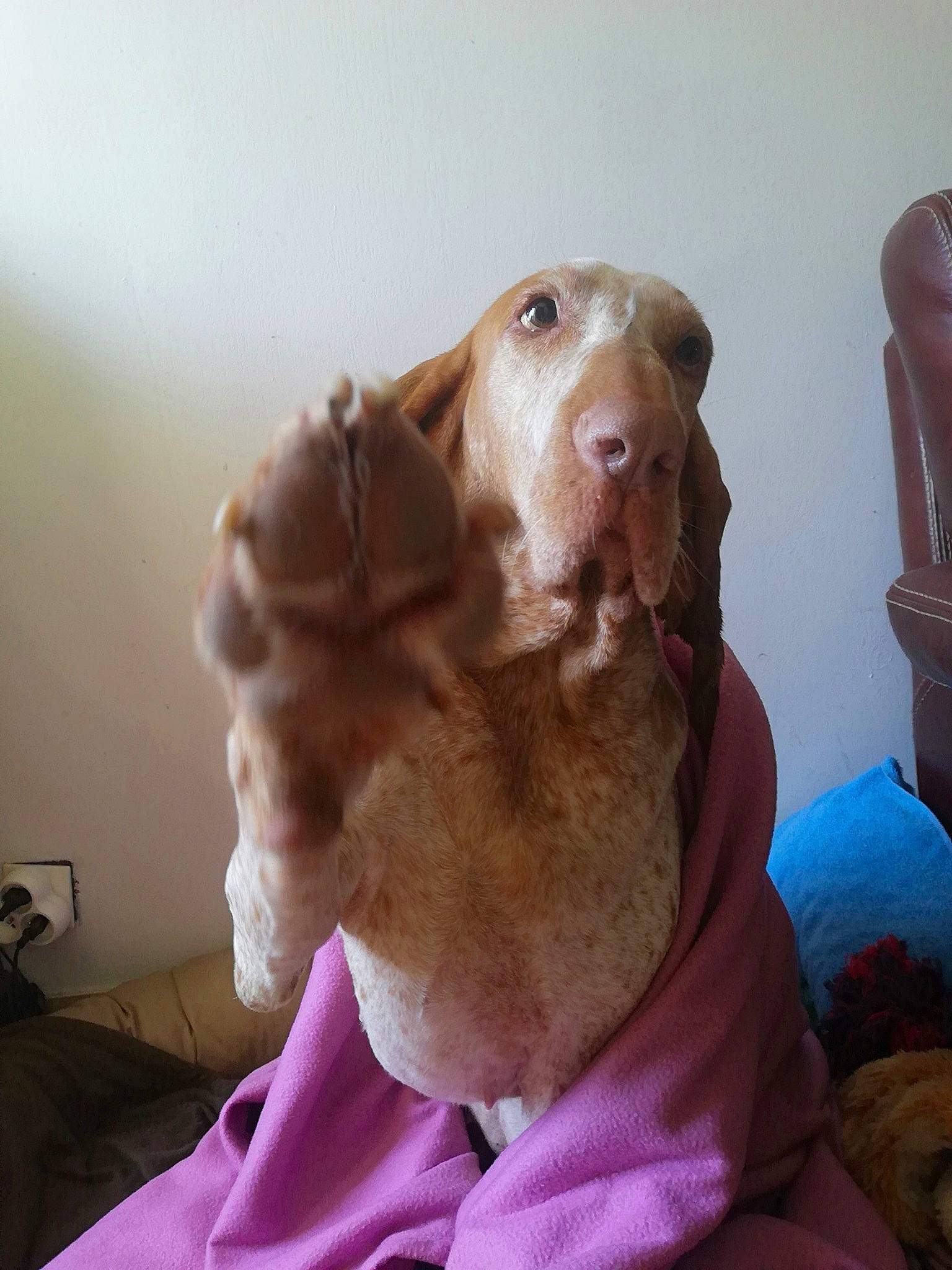 émilie a rejoint le concours — aidez-le/la à gagner de superbes lots ! bracco_italiano, canidae, carnivore, dog, dog_breed, ear, fawn, liver, mammal, pointing_breed, snout, sporting_group, vertebrate, vizsla, weimaraner